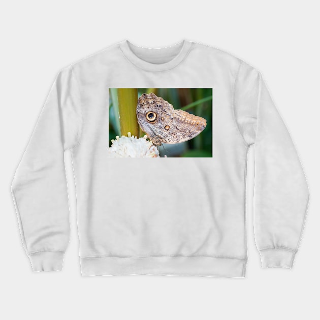 Owl butterfly resting Crewneck Sweatshirt by sma1050